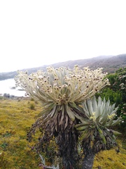 Espeletia