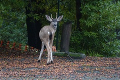 Odocoileus hemionus columbianus
