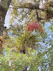 Tillandsia prodigiosa