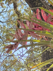 Tillandsia prodigiosa