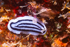 Phyllidiopsis xishaensis