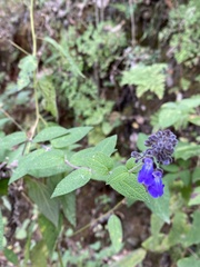 Salvia thyrsiflora