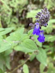 Salvia thyrsiflora