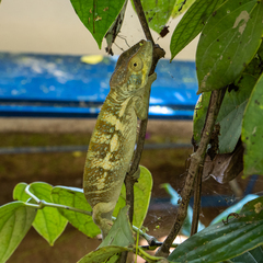 Furcifer pardalis