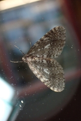 Operophtera occidentalis