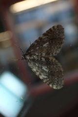 Operophtera occidentalis