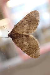 Operophtera occidentalis