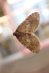 Operophtera occidentalis