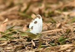 Pieris canidia
