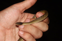 Crotaphopeltis hotamboeia