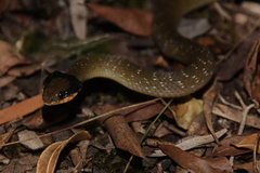 Crotaphopeltis hotamboeia