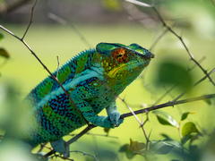 Furcifer pardalis