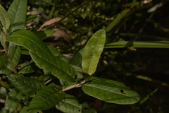 Olearia oppositifolia
