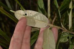 Olearia oppositifolia