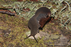 Peripatopsis clavigera