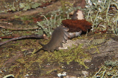 Peripatopsis clavigera