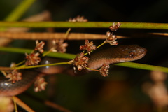 Lycodonomorphus rufulus