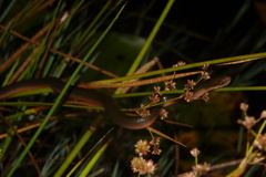 Lycodonomorphus rufulus