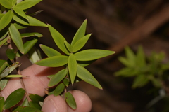 Acrotriche aggregata