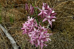 Cynanchum purpureum