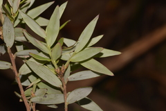 Acrotriche aggregata