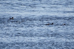 Mergus merganser