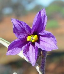 Solanum austropiceum
