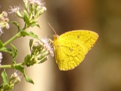 Eurema hecabe