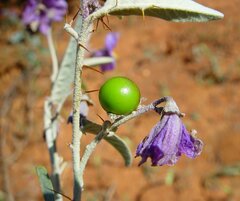 Solanum austropiceum