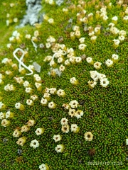 Dracophyllum muscoides