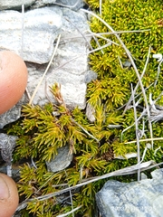 Dracophyllum muscoides