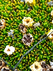 Dracophyllum muscoides