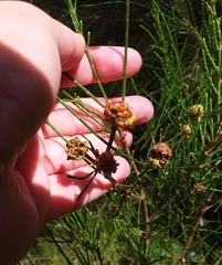 Selitrichodes utilis