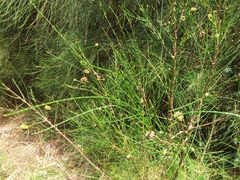 Selitrichodes utilis