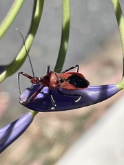 Gminatus