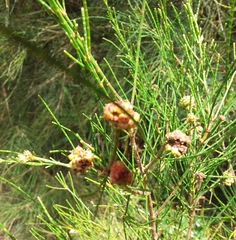 Selitrichodes utilis