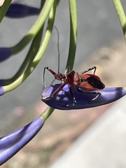 Gminatus