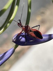 Gminatus