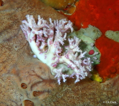 Stylaster roseus