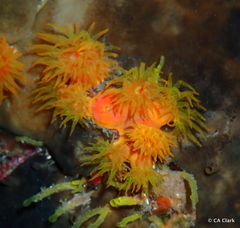 Tubastraea