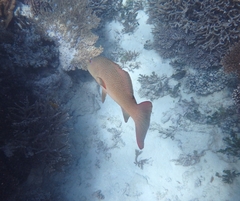 Plectropomus leopardus