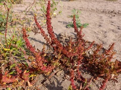 Rumex similans