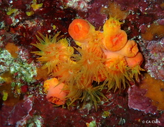 Tubastraea