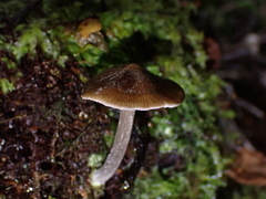 Porotheleaceae