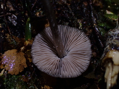 Porotheleaceae
