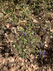 Billardiera variifolia