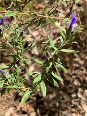 Billardiera variifolia