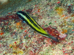 Thalassoma