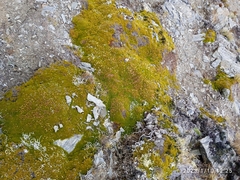 Dracophyllum muscoides