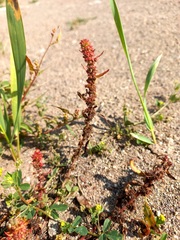 Rumex similans